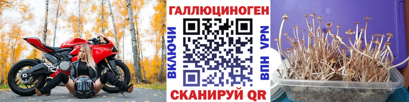 Галлюциногенные грибы Psilocybe Ялуторовск